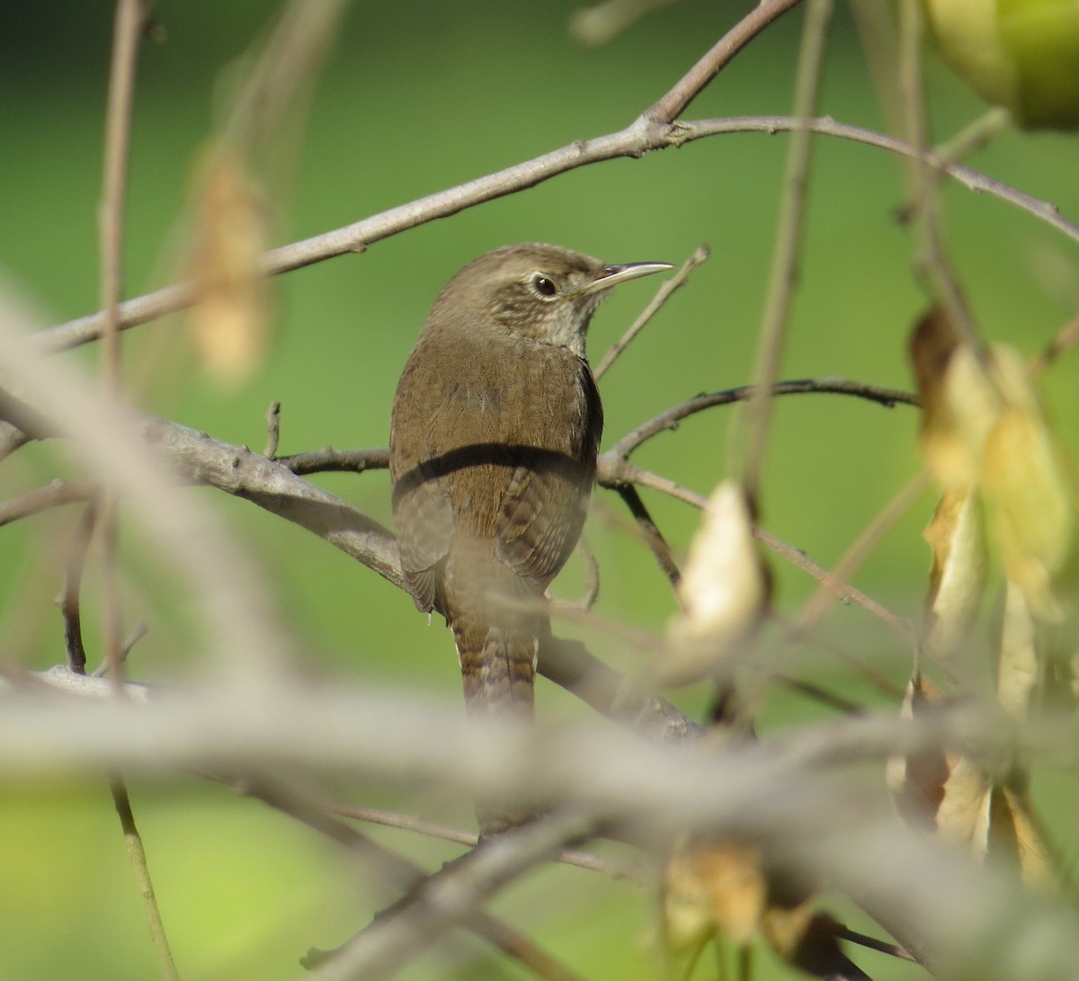 House Wren - Brittany O'Connor