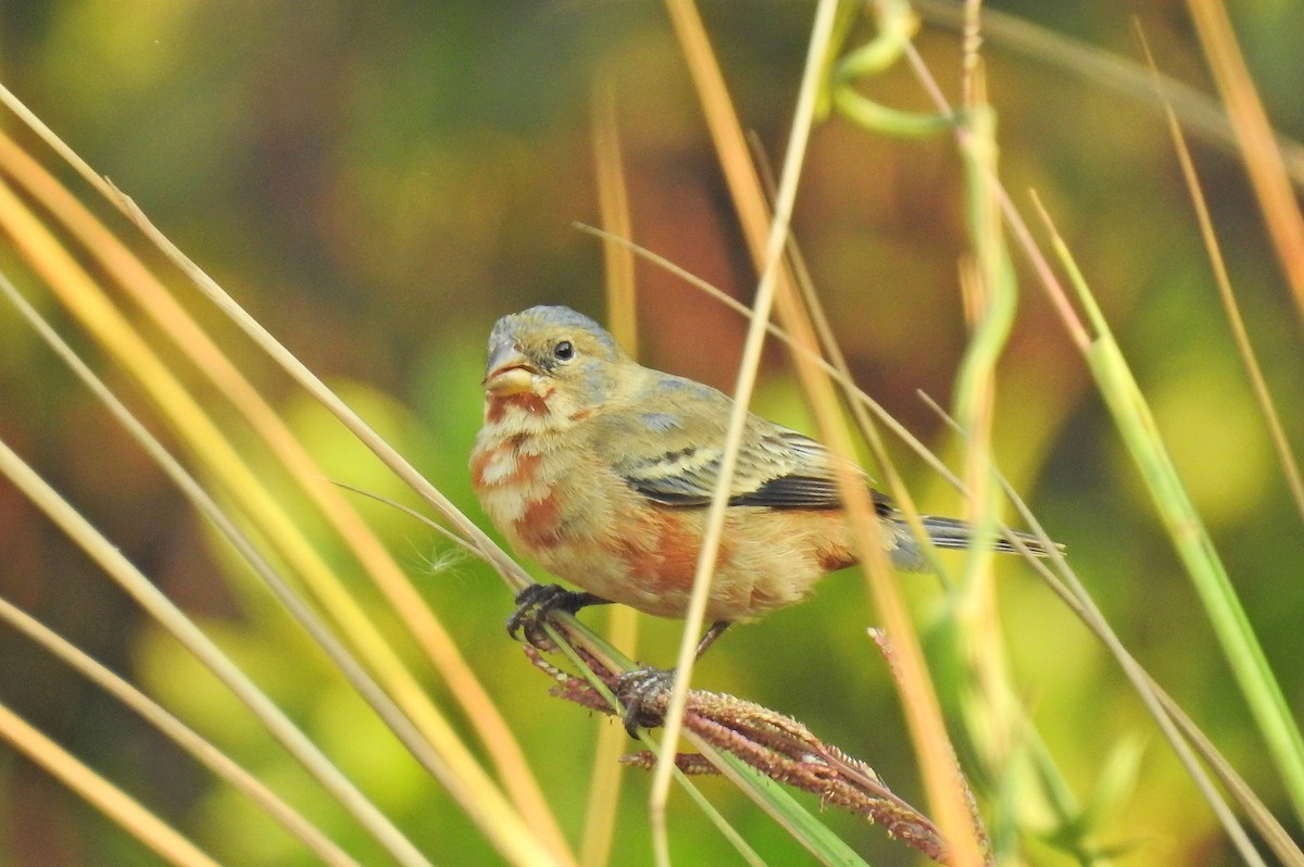 Ruddy-breasted Seedeater - ML152931061