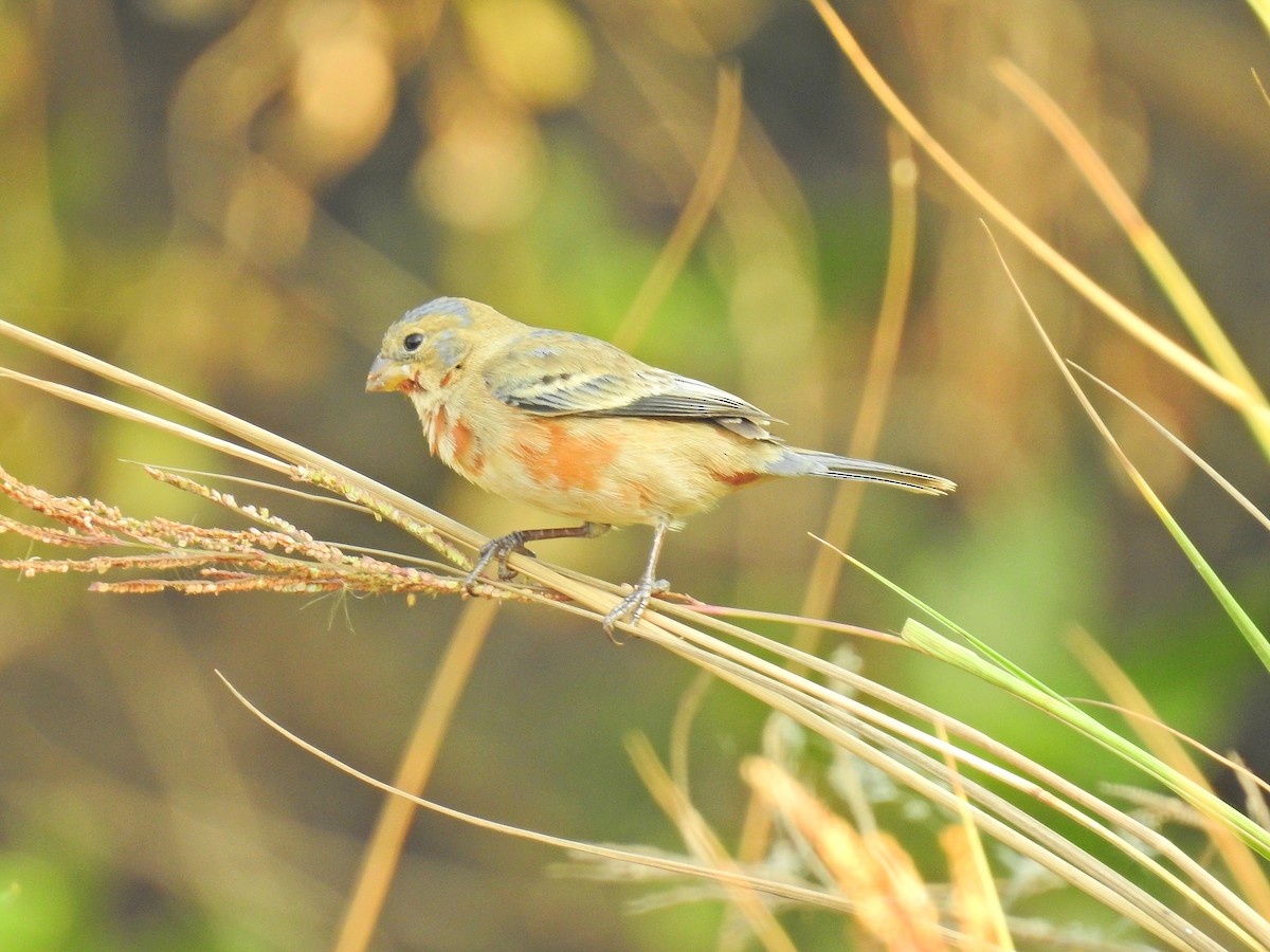 Ruddy-breasted Seedeater - ML152931081