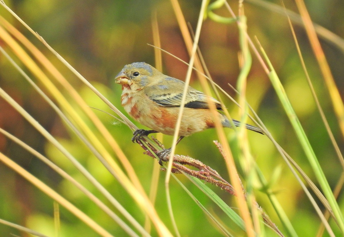 Ruddy-breasted Seedeater - ML152931121