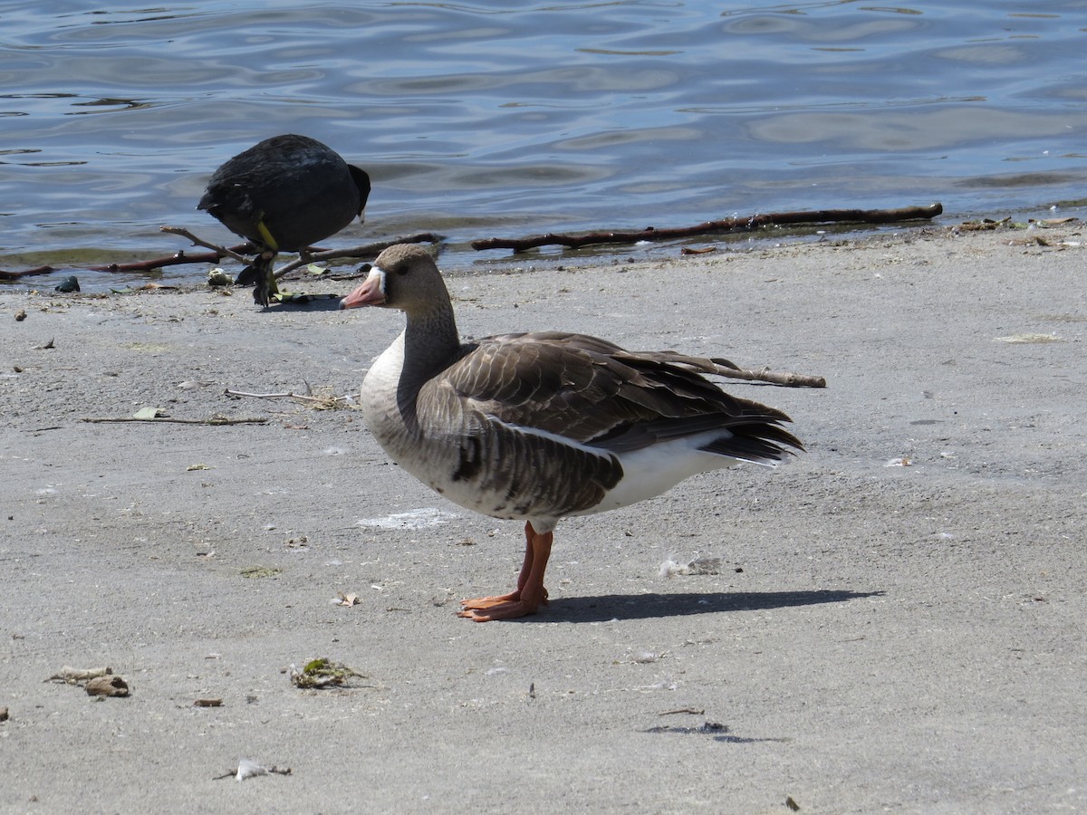 Greater White-fronted Goose - Brittany O'Connor