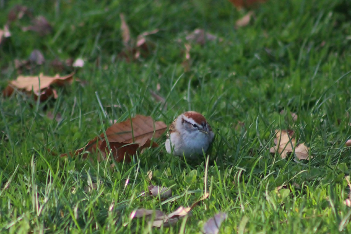 Chipping Sparrow - Barb lindenmuth