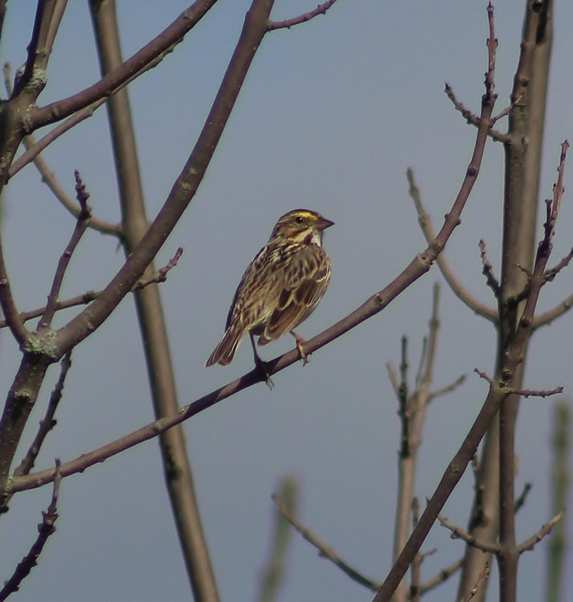 Savannah Sparrow - ML152931531