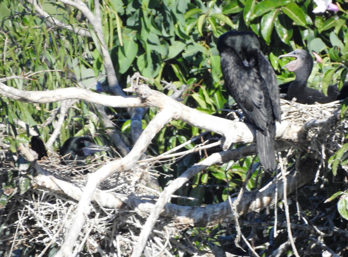 Little Black Cormorant - ML152931921