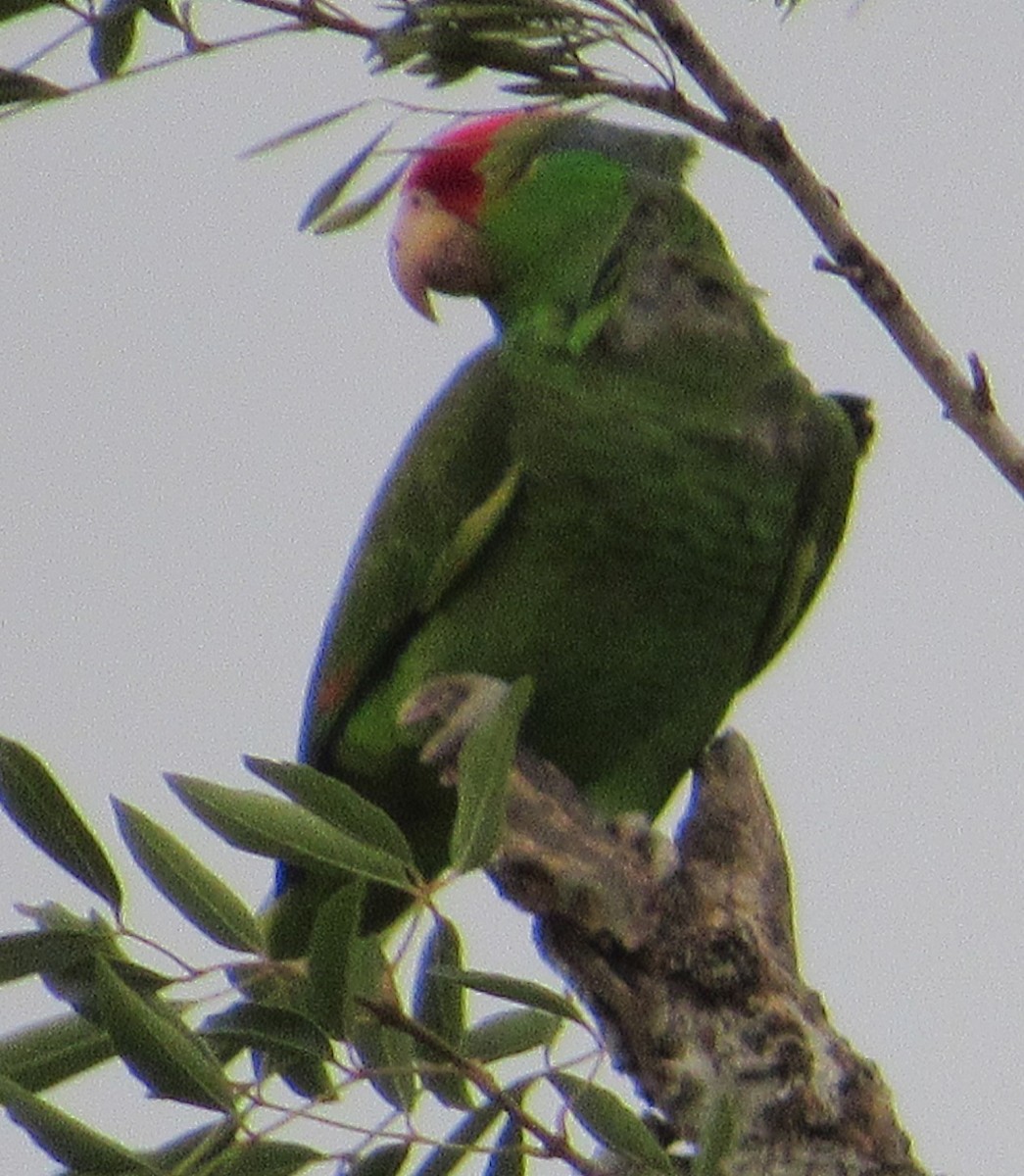 Red-crowned Parrot - ML152933431