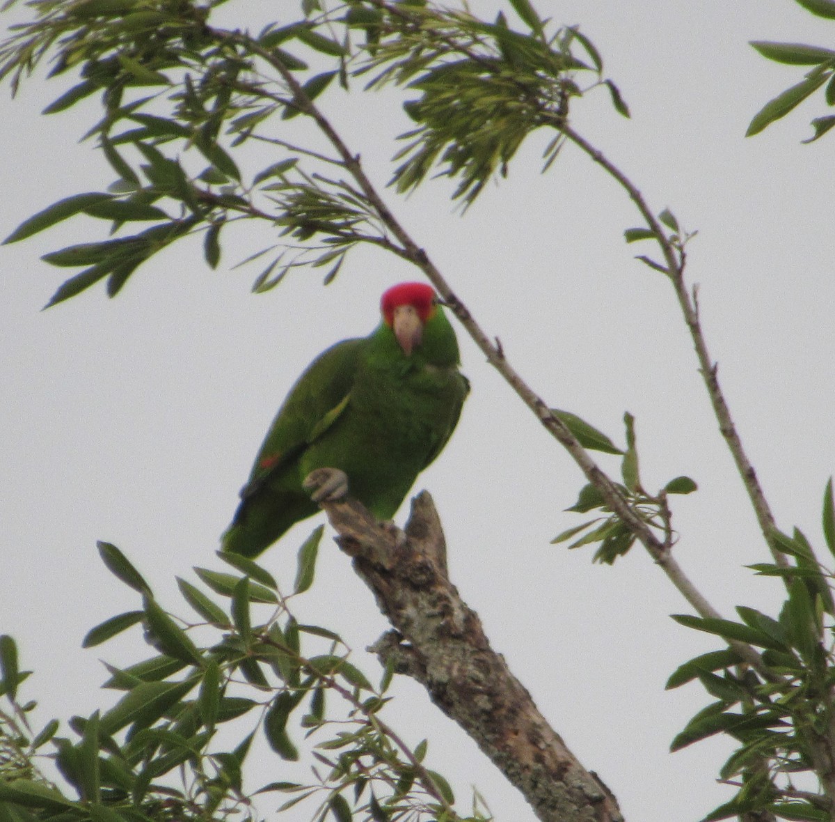 Red-crowned Parrot - ML152933481