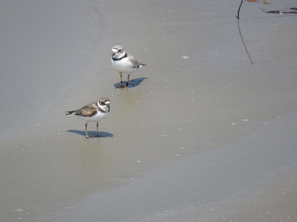 Piping Plover - Stephanie  Wallace