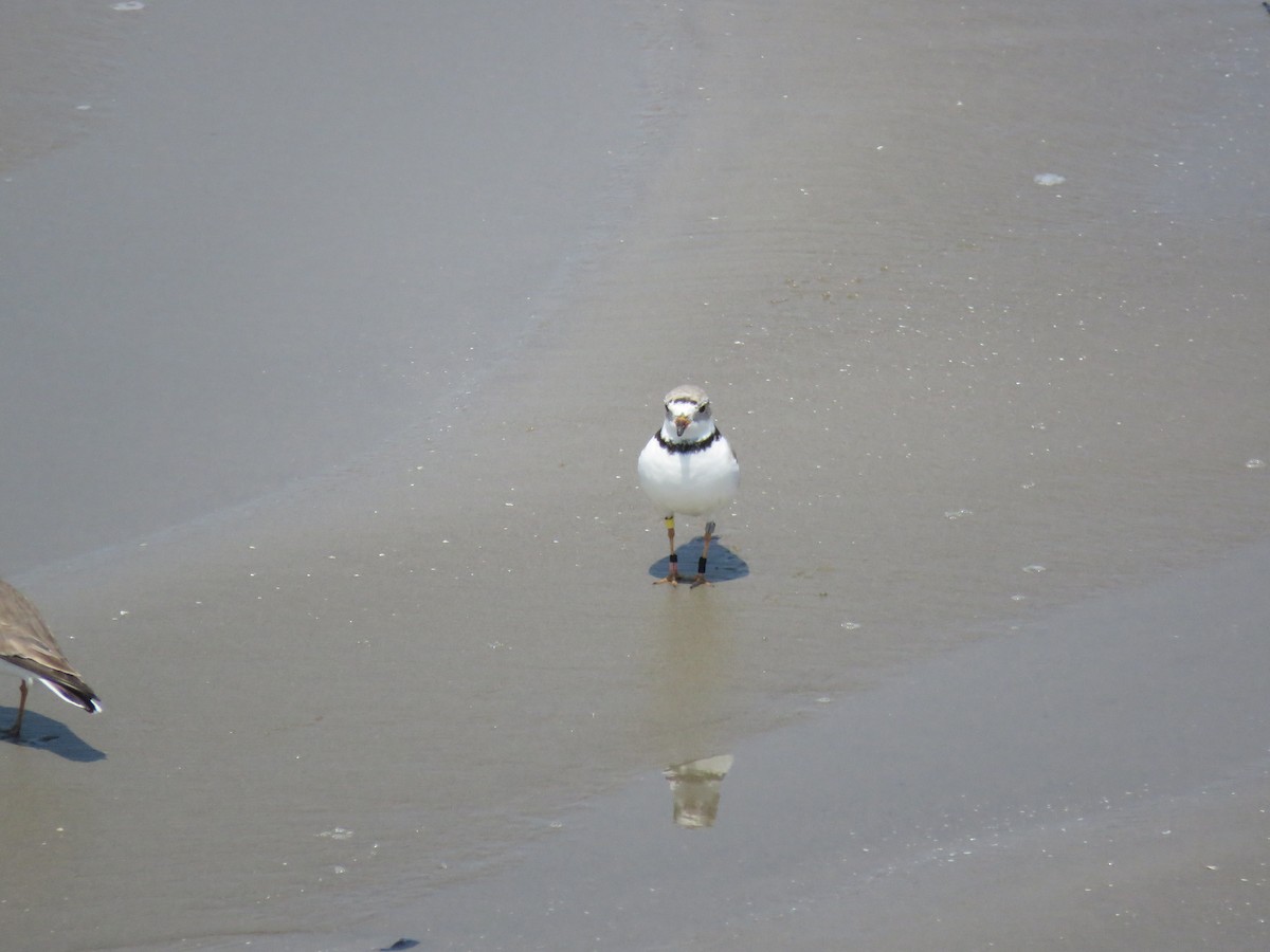 Piping Plover - ML152933641
