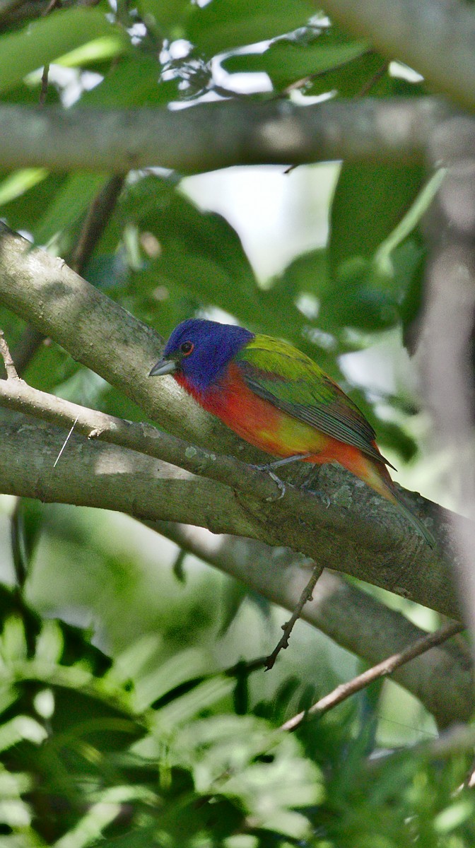 Painted Bunting - Advait M