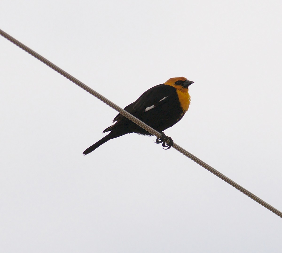 Yellow-headed Blackbird - Eric Storms