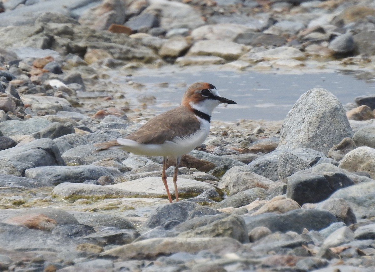 Collared Plover - ML152935811