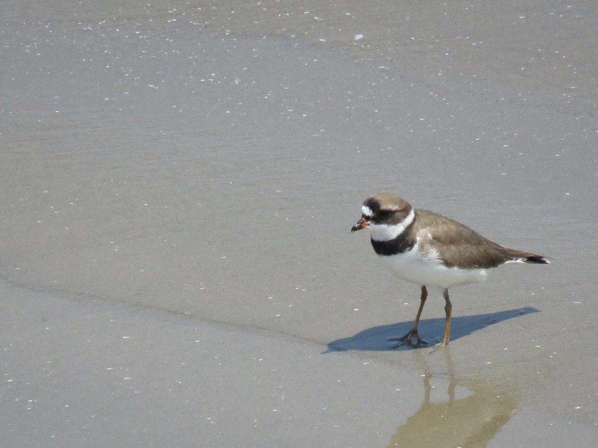 Semipalmated Plover - ML152936111
