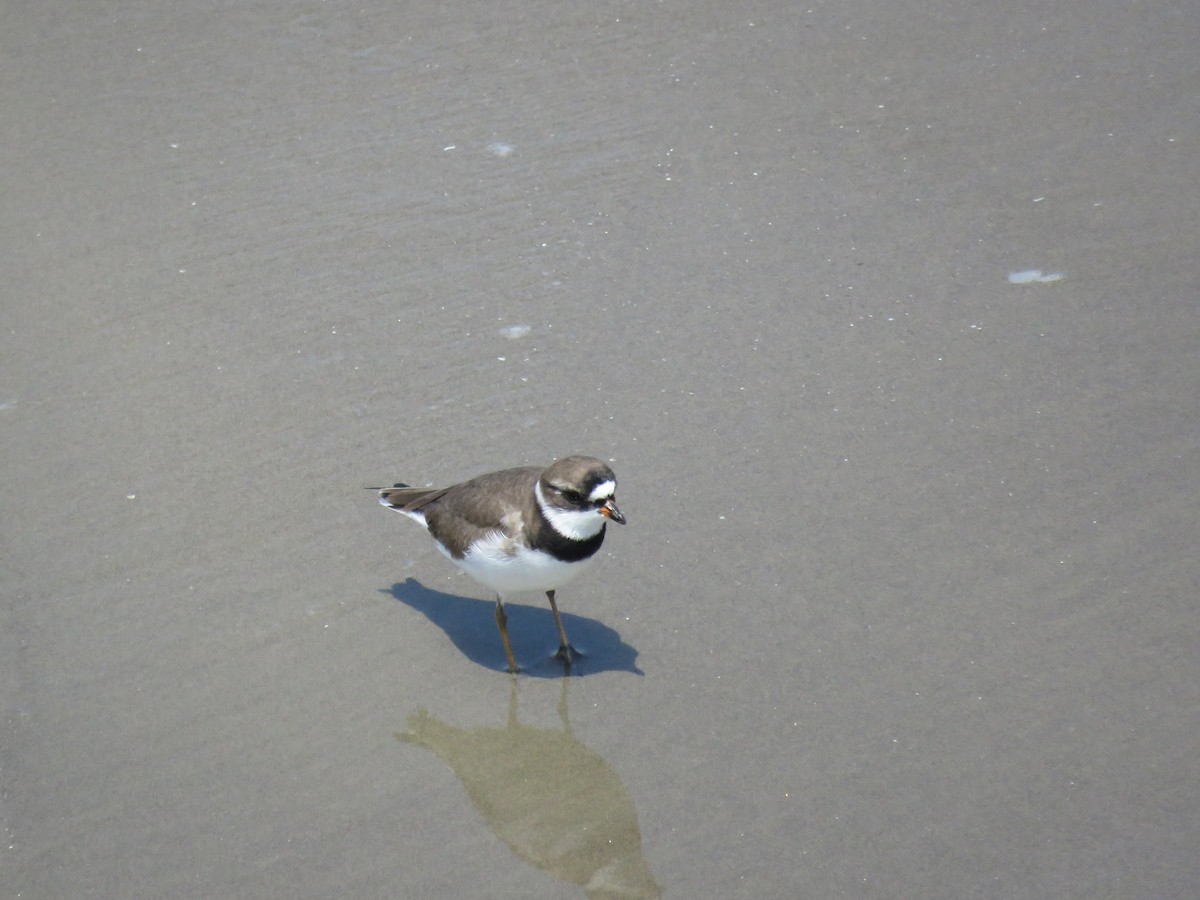 Semipalmated Plover - ML152936401
