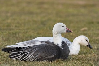 Snow Goose, ML152936981