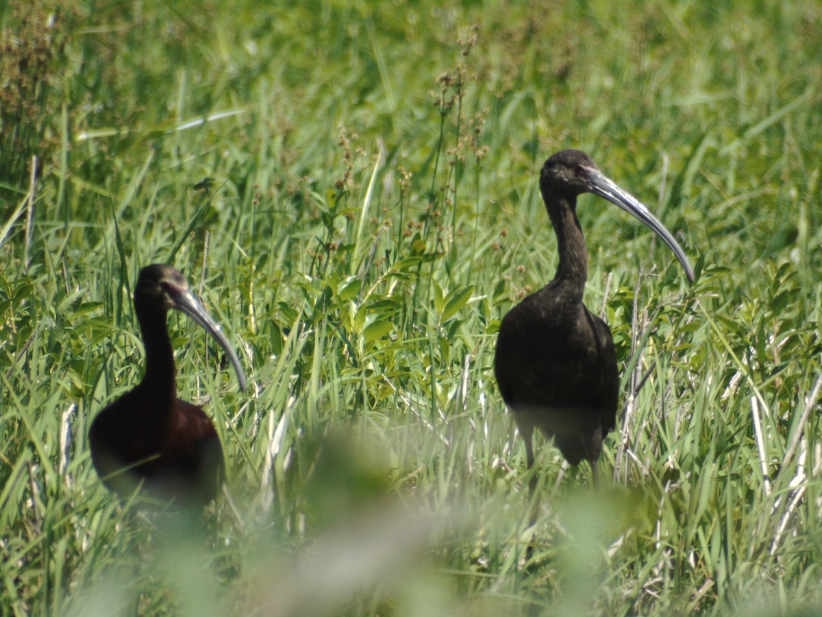 ibis americký - ML152939241