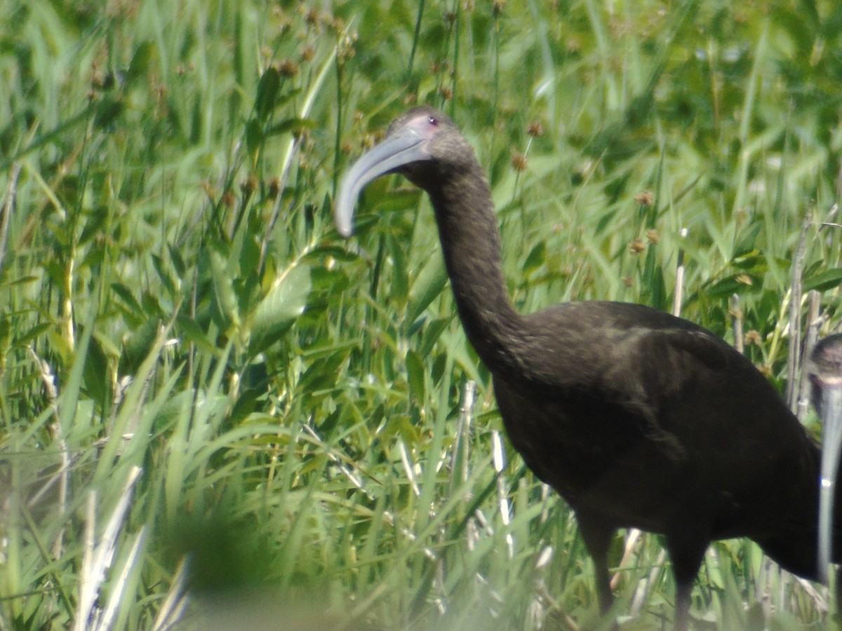 ibis americký - ML152939291