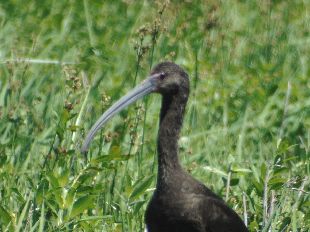 ibis americký - ML152939311