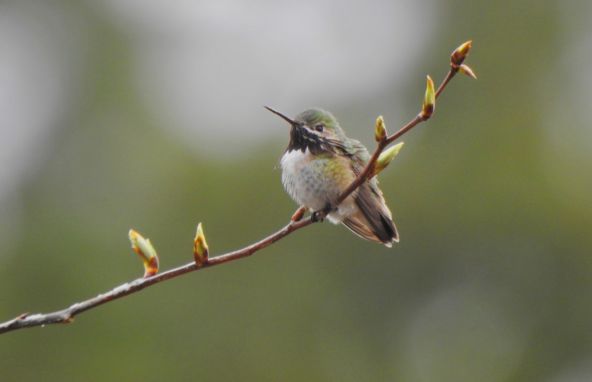 Calliope Hummingbird - ML152939341
