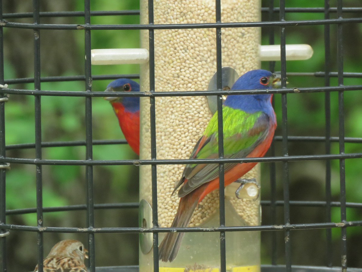 Painted Bunting - Thomas Collins