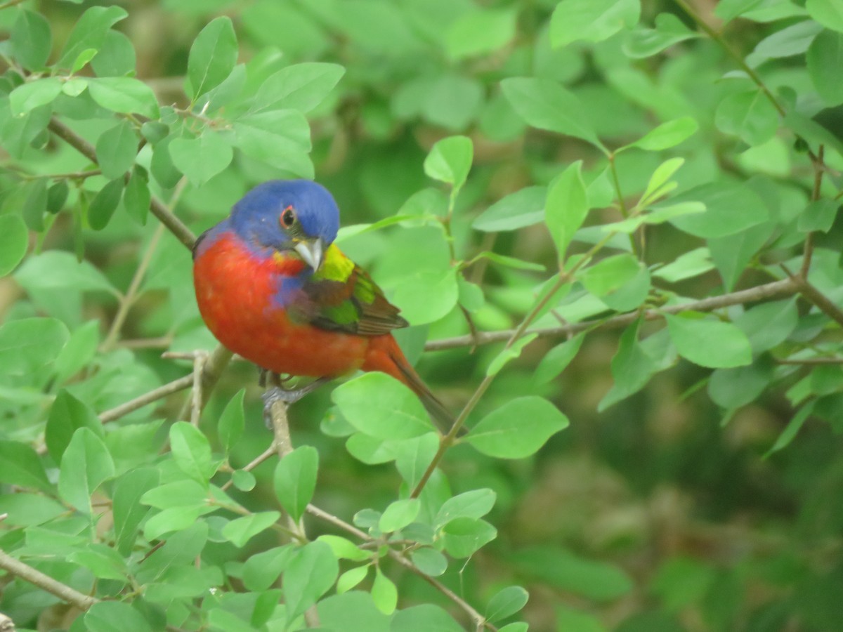Painted Bunting - Thomas Collins