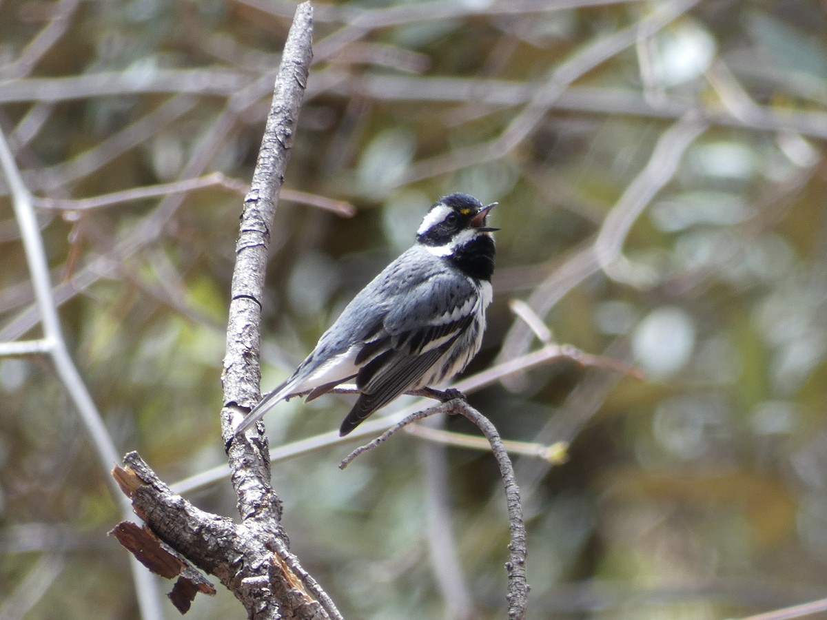 Black-throated Gray Warbler - Jim Lind