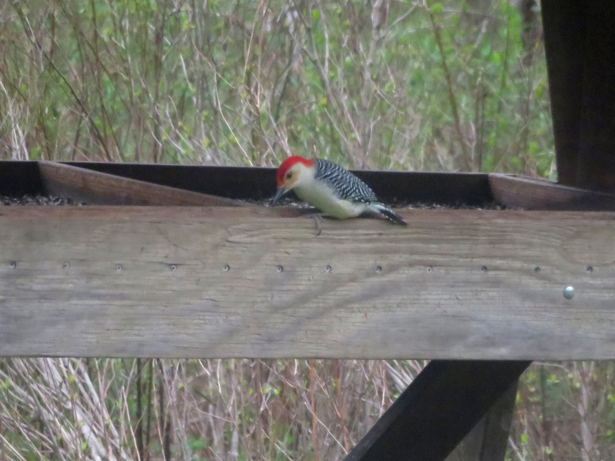 Red-bellied Woodpecker - Margaret Higbee