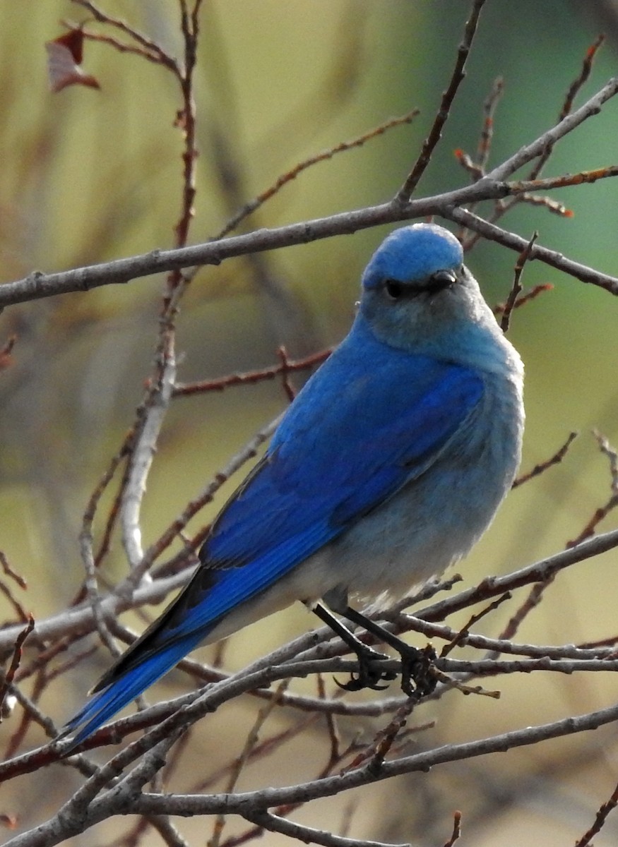 Mountain Bluebird - ML152942311
