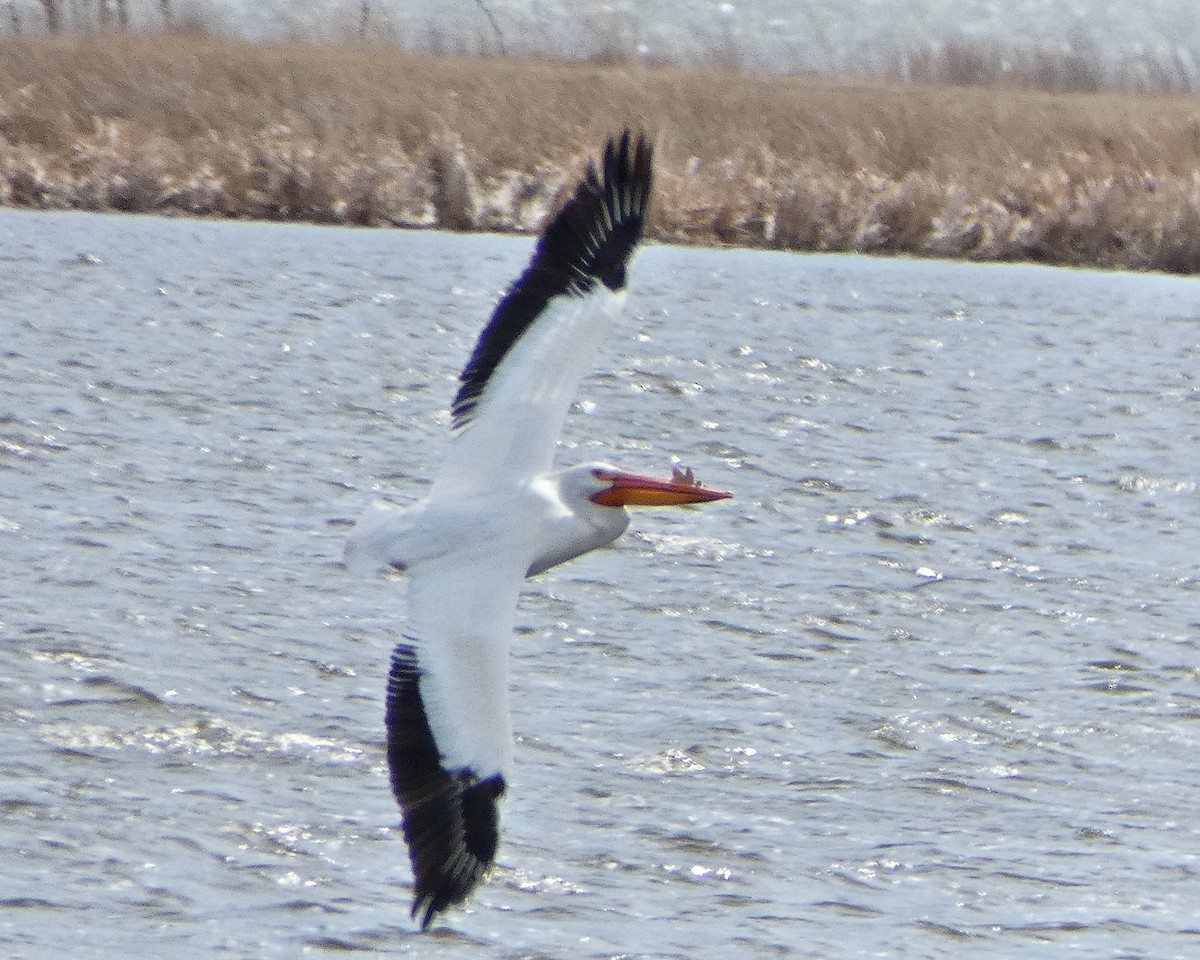 American White Pelican - Randall M