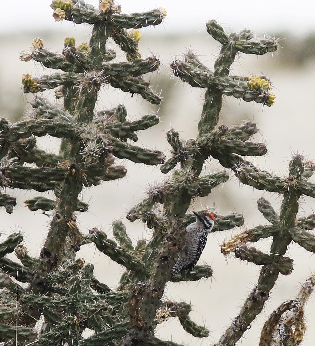 Ladder-backed Woodpecker - Bill Maynard