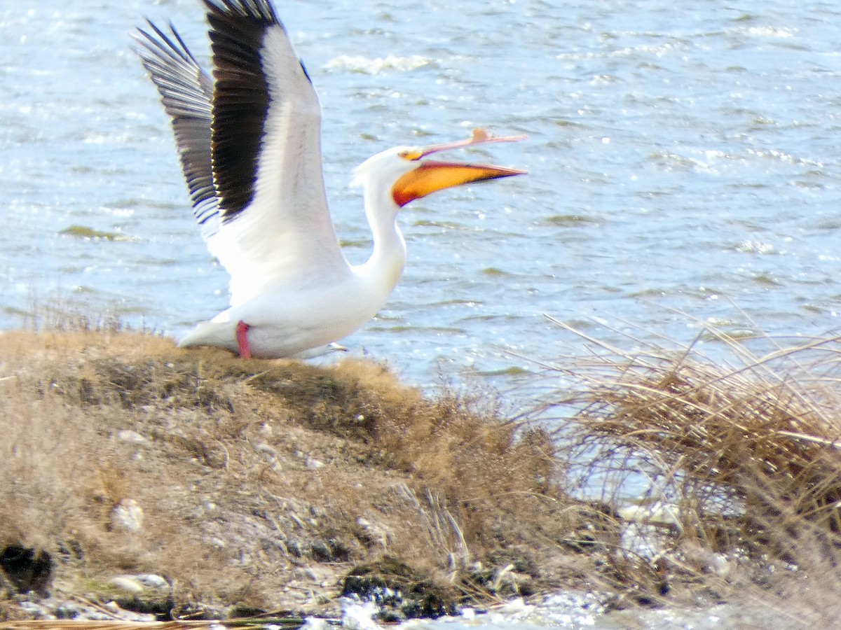 American White Pelican - Randall M