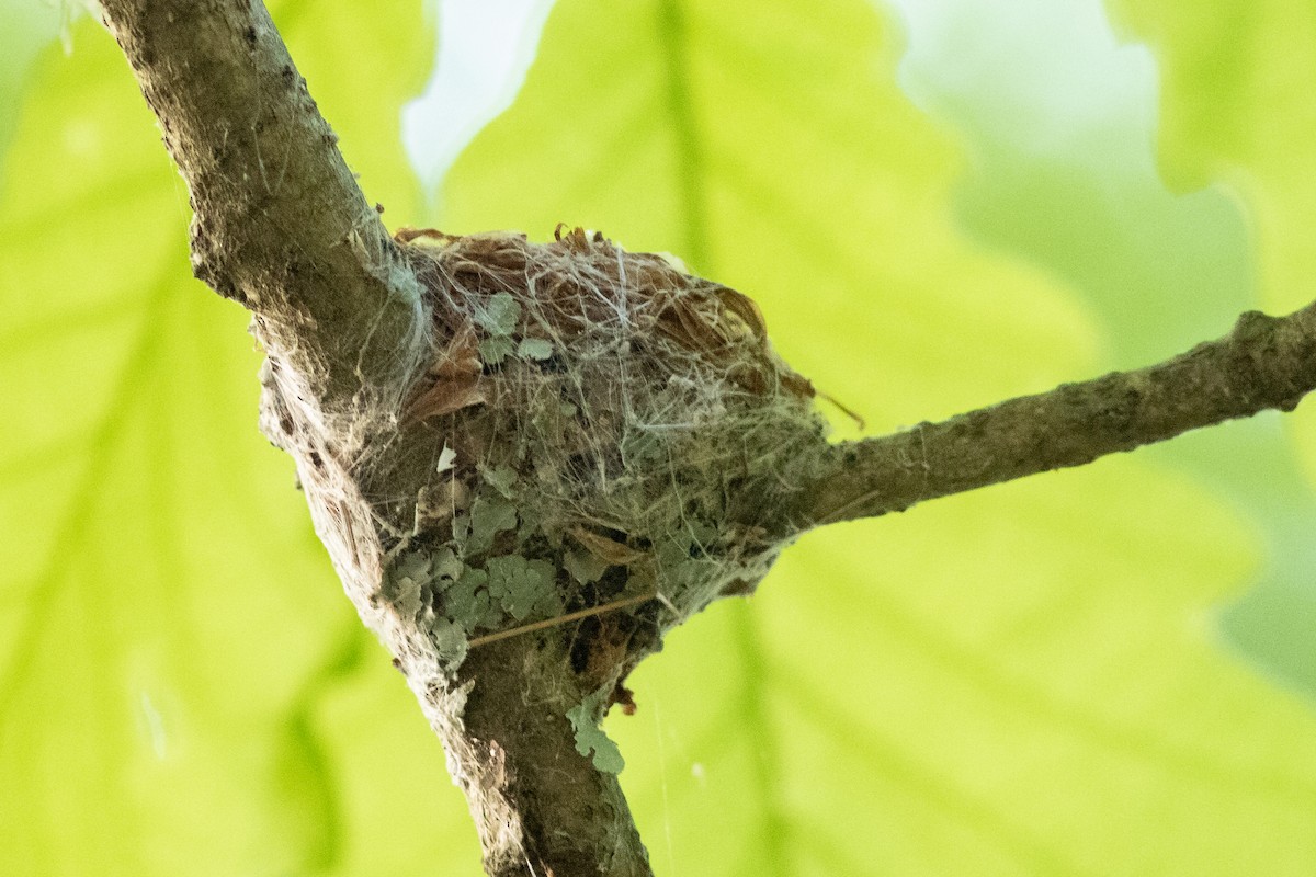 Ruby-throated Hummingbird - Tom Blevins