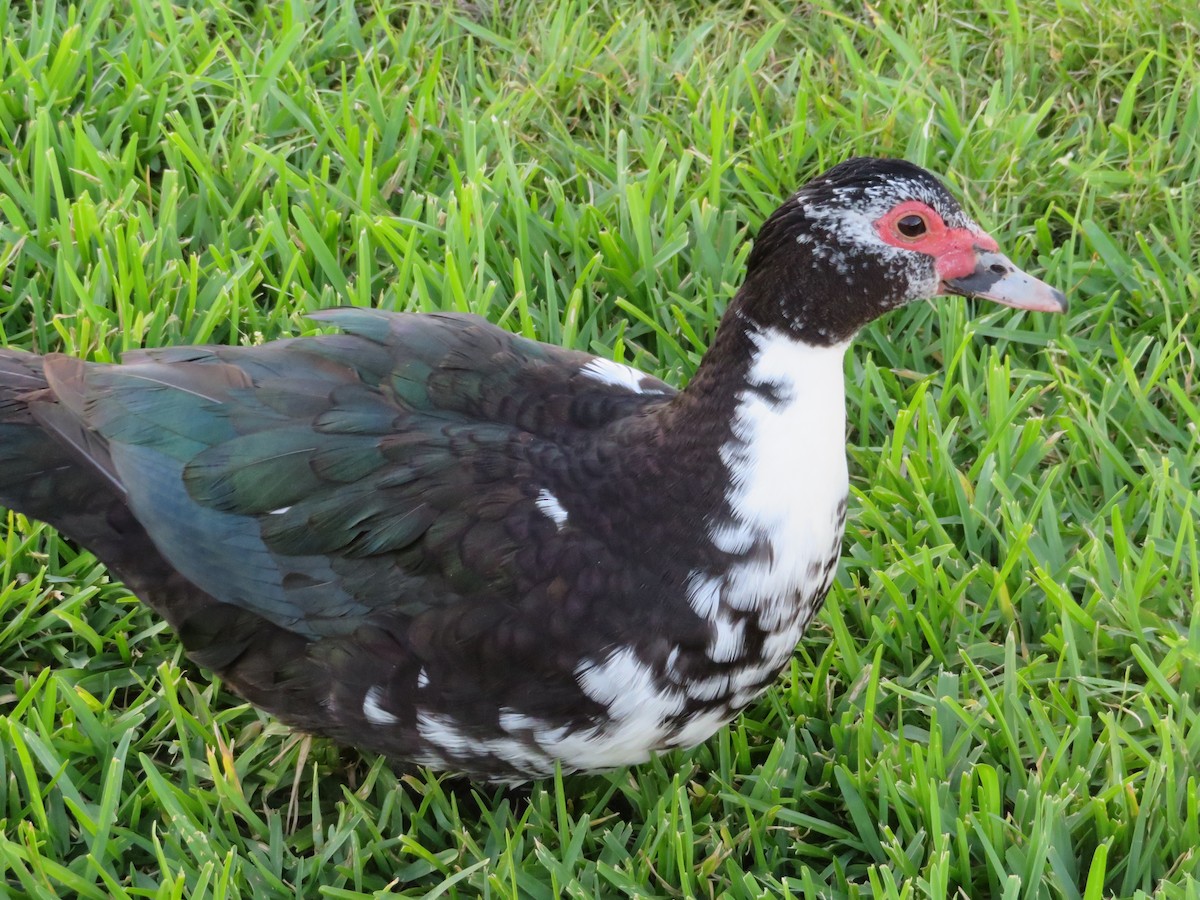 Muscovy Duck (Domestic type) - ML152943851