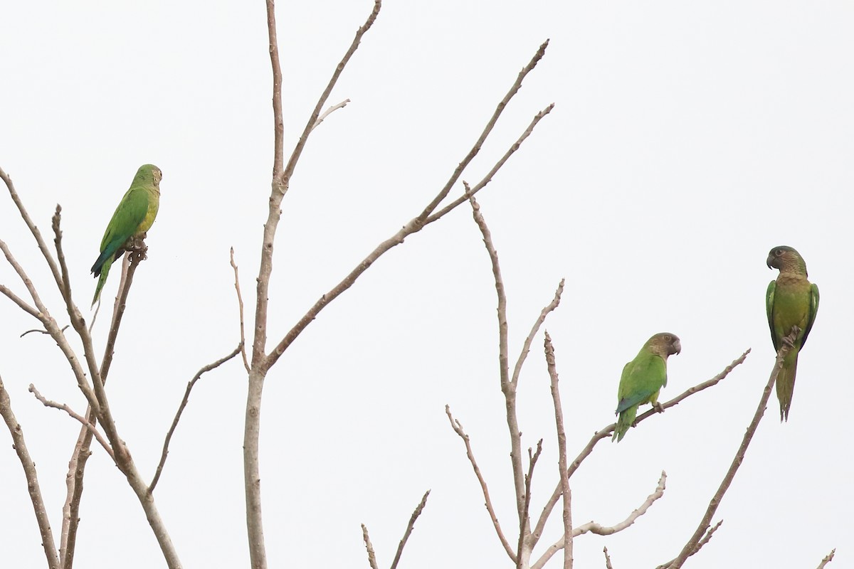 Brown-throated Parakeet - ML152943871
