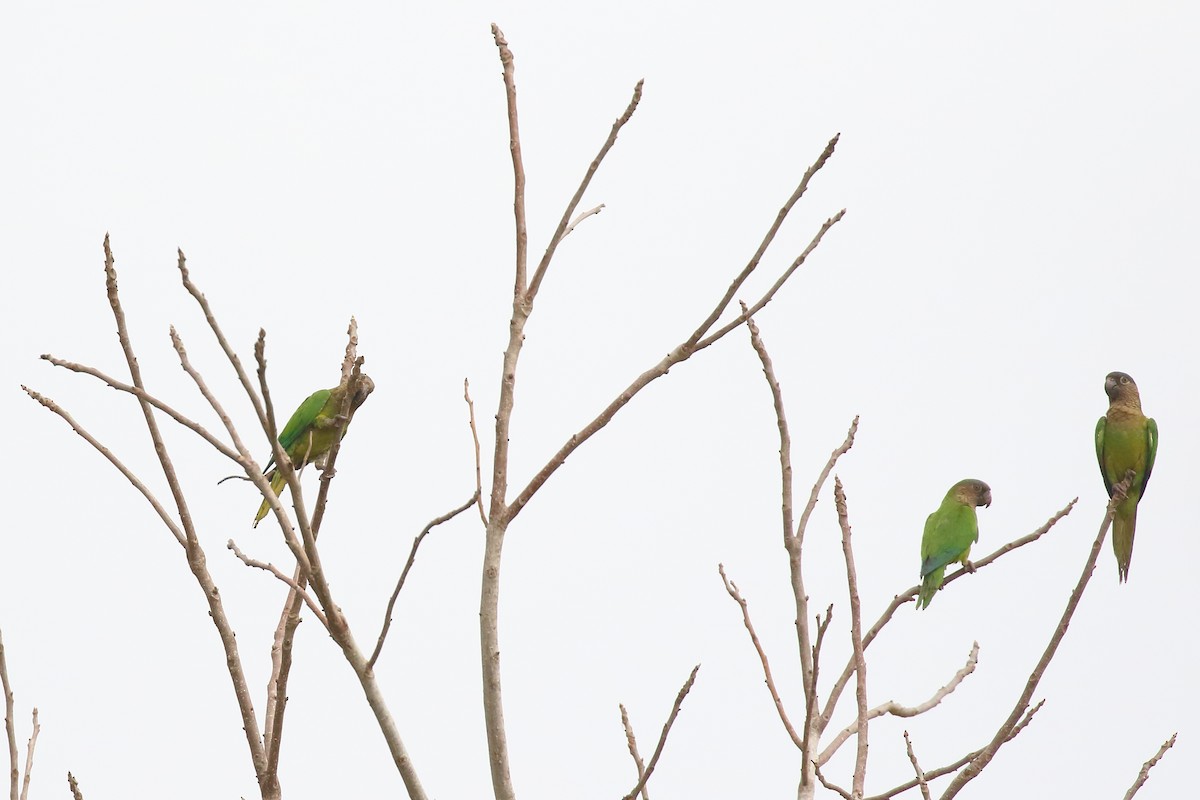 Brown-throated Parakeet - Douglas Faulder