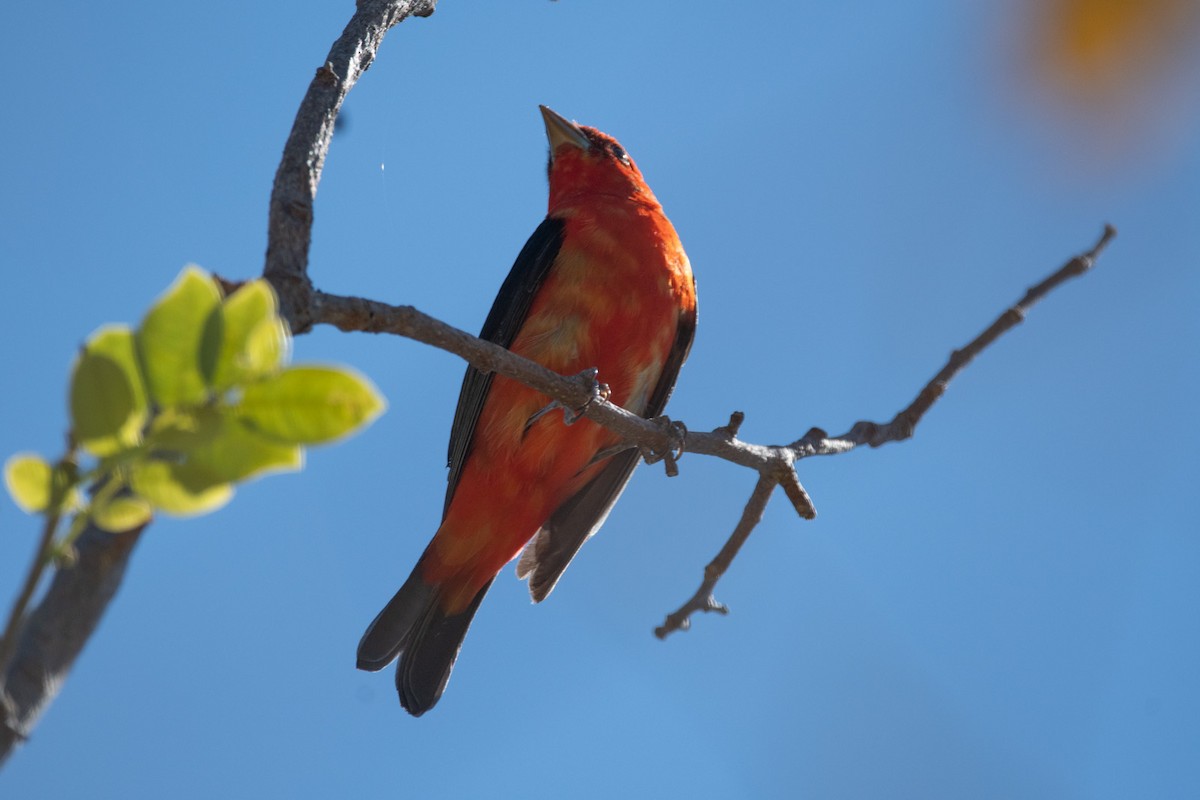 Scarlet Tanager - Fay Ratta
