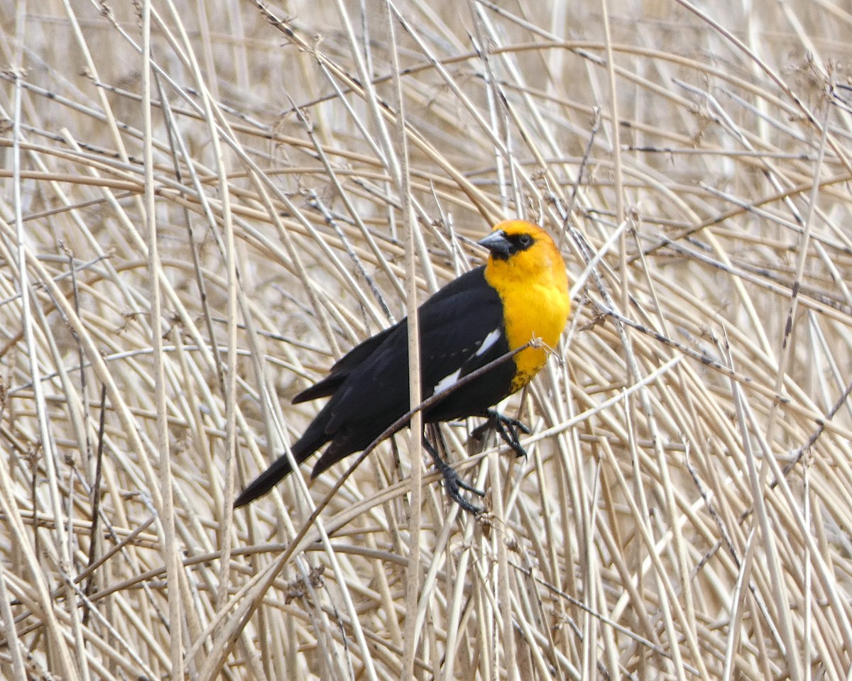 Yellow-headed Blackbird - ML152944901