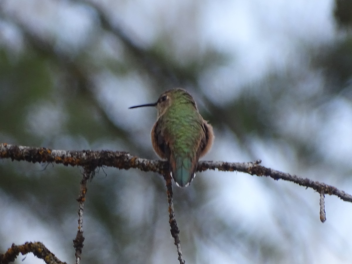 Rufous/Allen's Hummingbird - ML152944941