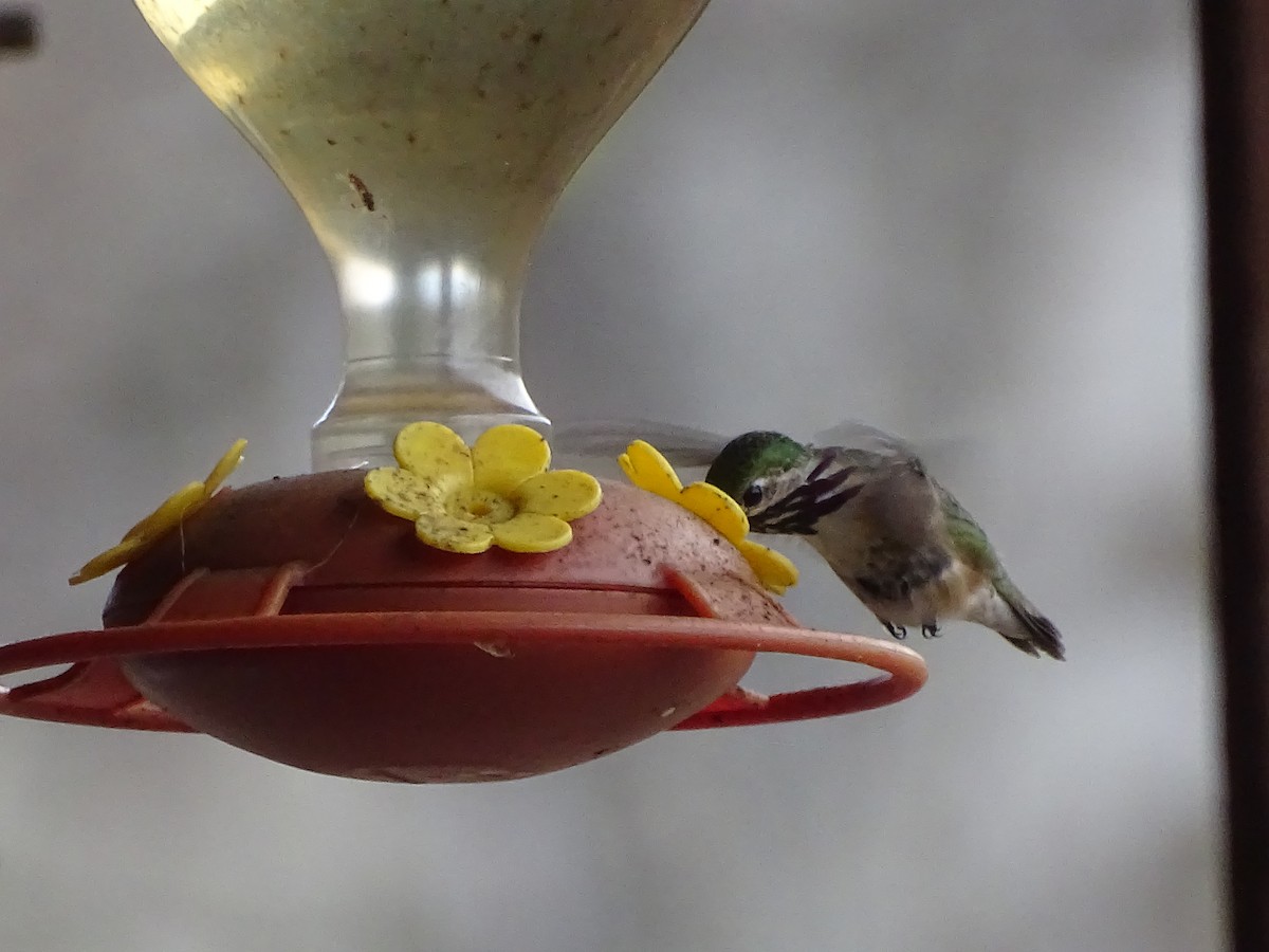 Calliope Hummingbird - ML152944961