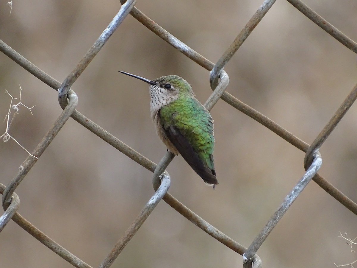 Calliope Hummingbird - ML152945131