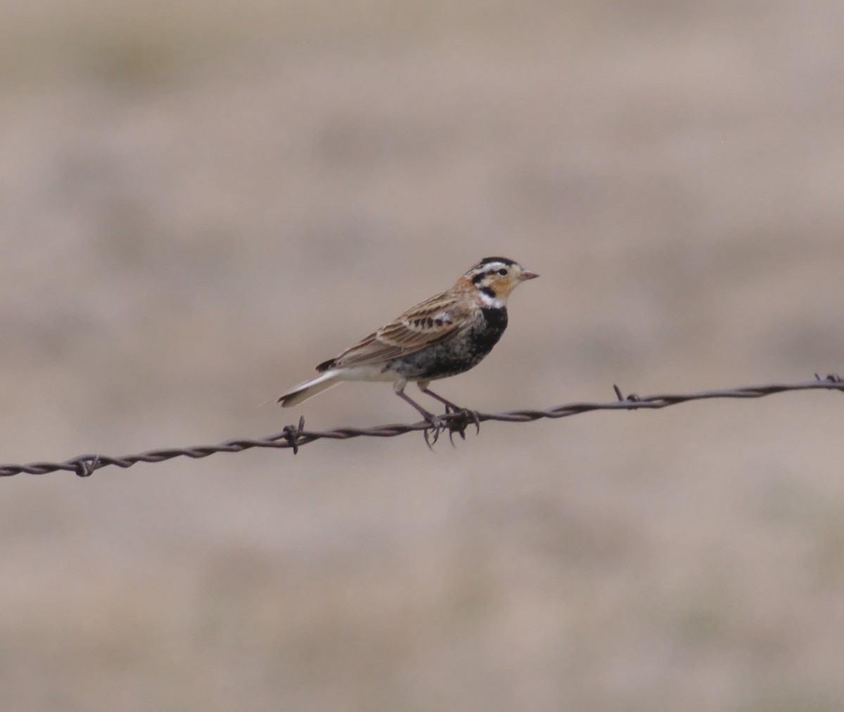 Chestnut-collared Longspur - Eric Storms
