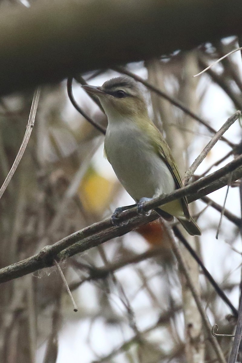 Red-eyed/Chivi Vireo - ML152945201