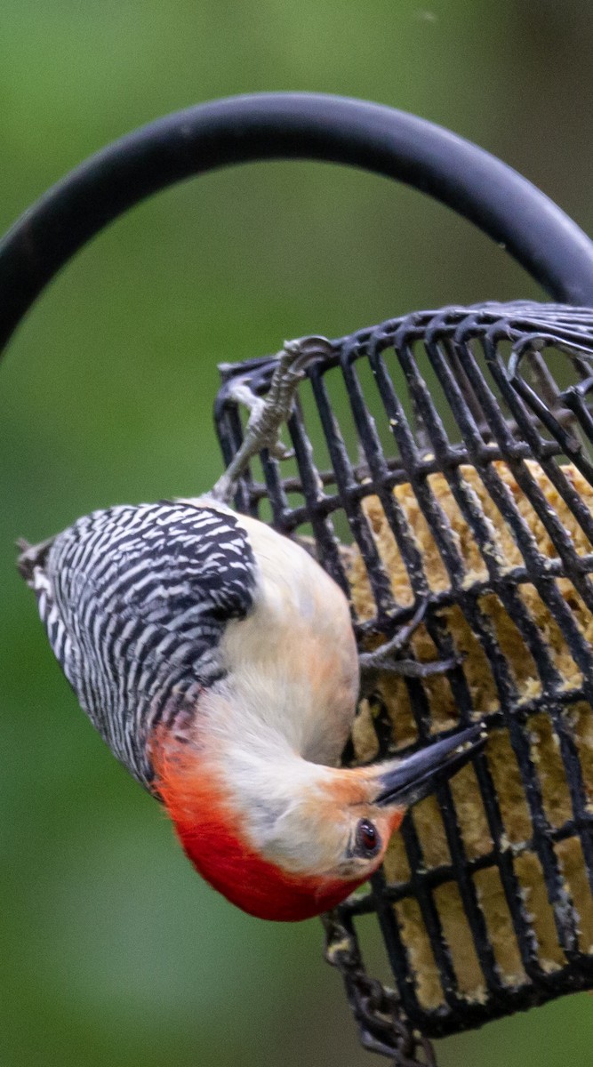 Red-bellied Woodpecker - Jackie Farrell