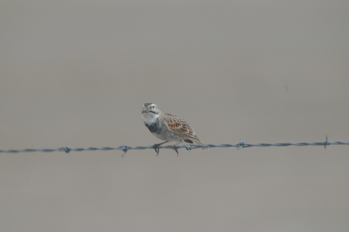 Thick-billed Longspur - Eric Storms