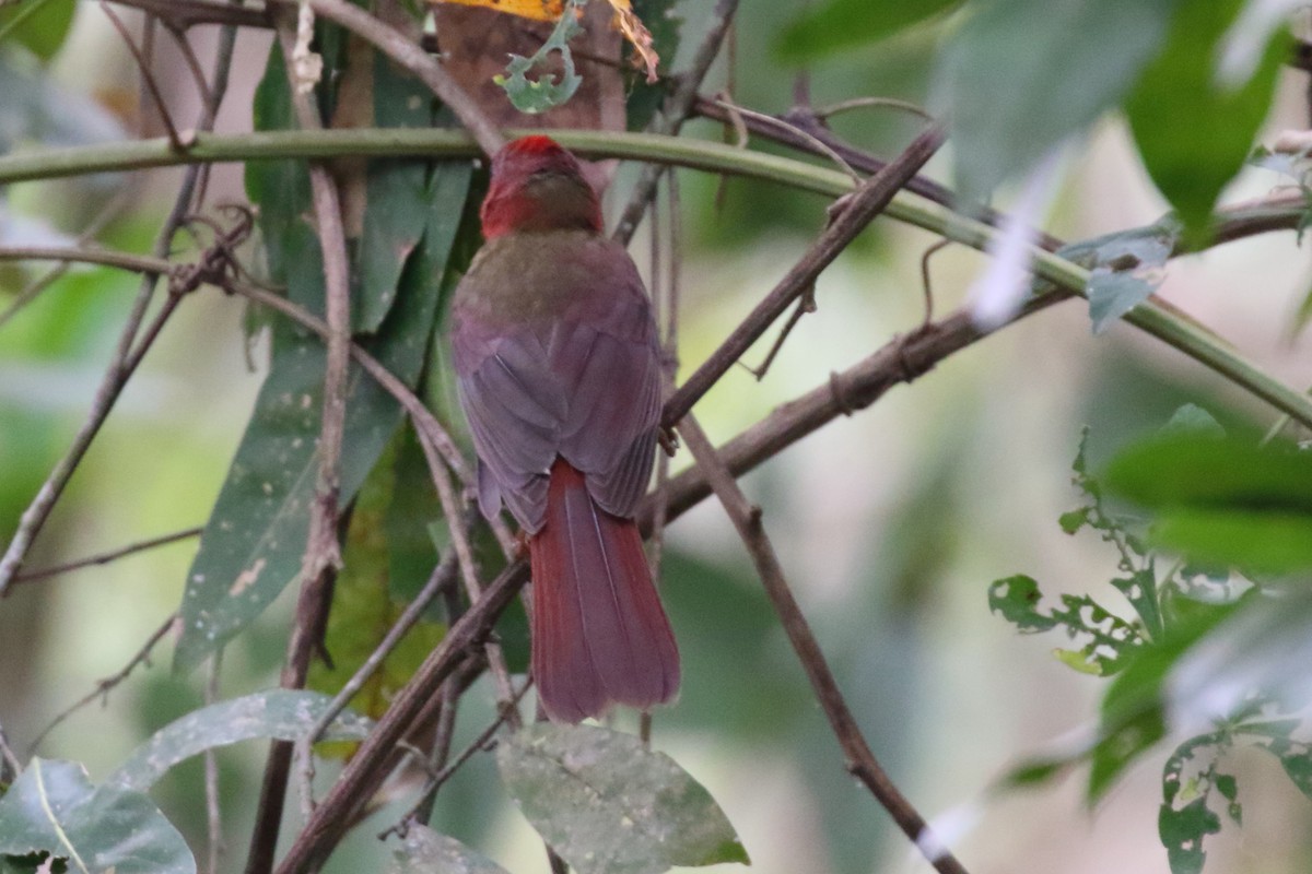 Red-throated Ant-Tanager - ML152945661