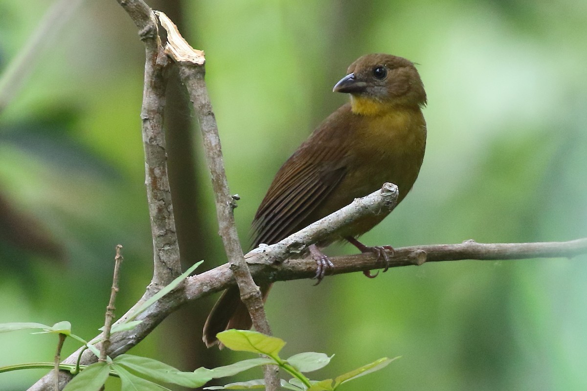 Red-throated Ant-Tanager - Douglas Faulder