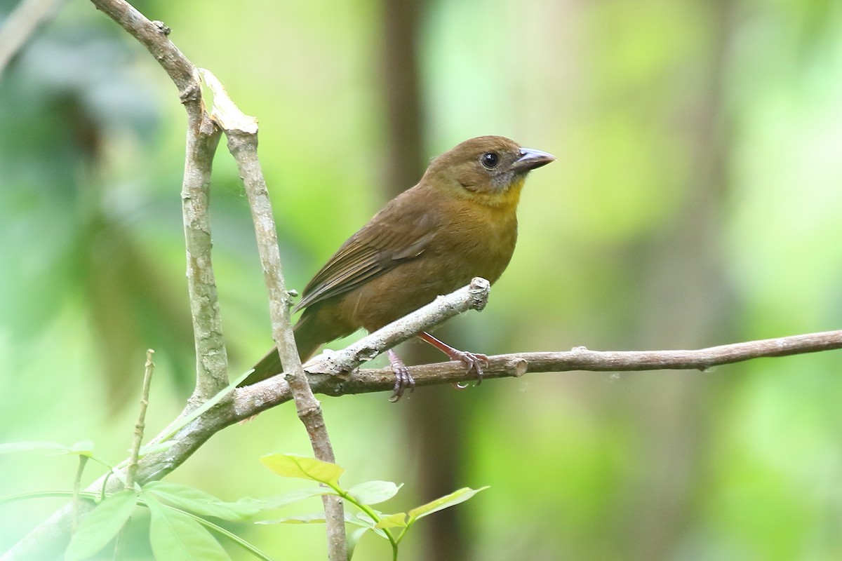 Red-throated Ant-Tanager - ML152945691