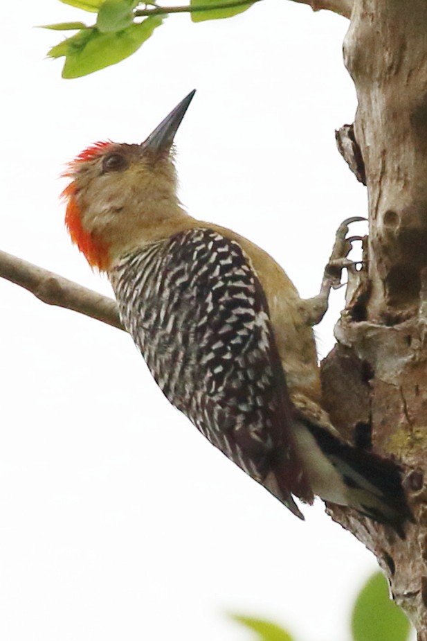 Red-crowned Woodpecker - Douglas Faulder