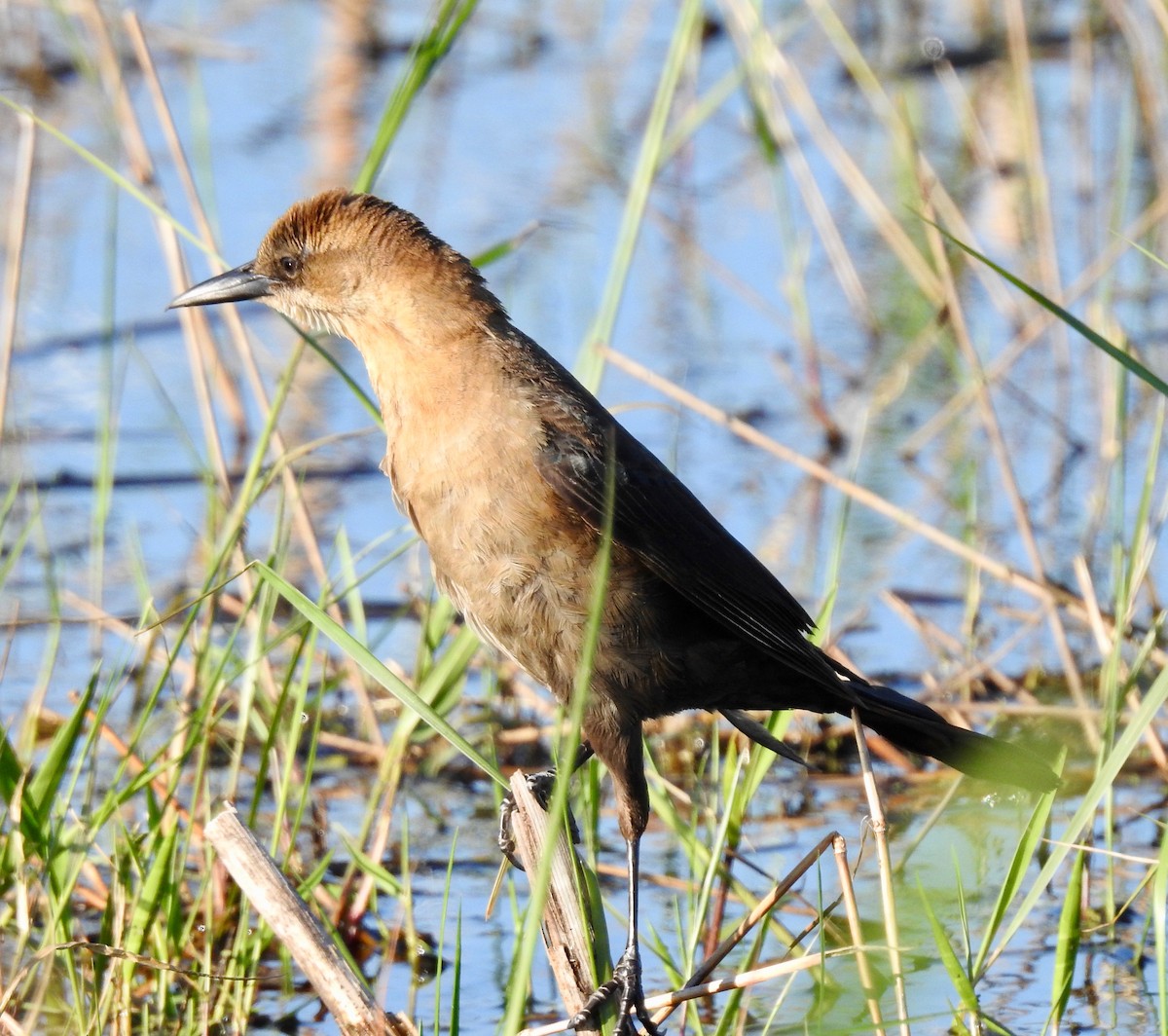 Boat-tailed Grackle - ML152945961