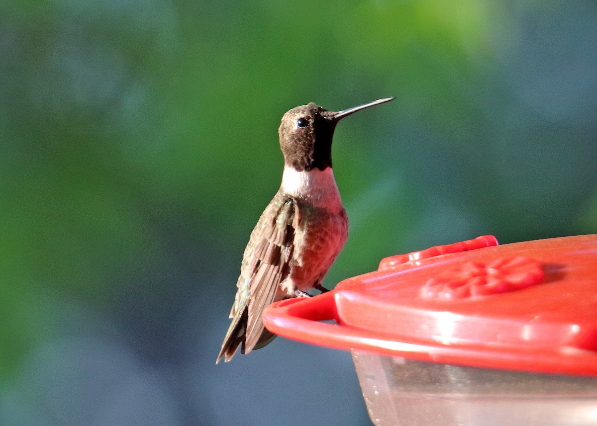 Black-chinned Hummingbird - Noreen Baker