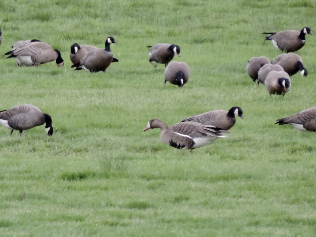 Greater White-fronted Goose - ML152946551